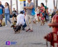 Camina Salchicha por el malecón