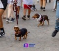 Camina Salchicha por el malecón