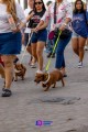 Camina Salchicha por el malecón