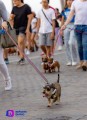 Camina Salchicha por el malecón