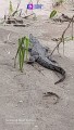 Capturan Cocodrilo en Casa Velas, Marina Vallarta