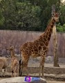 Convocan a ponerle nombre a la nueva jirafa nacida en Centro de Conservación de la Vida Silvestre de San Juan de Aragón.