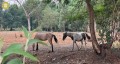 Denuncia Ciudadana Salva a Caballos y Gatitos en Xochimilco