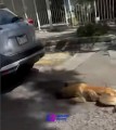 Detienen a mujer en Tlaquepaque por maltrato animal