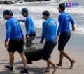 Especialistas Marinos de Puerto Vallarta intentan rescatar a Lobo Marino, sin éxito