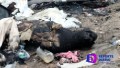 Incendio en vivienda deja una mascota calcinada