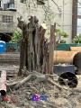 Inició la tala de árboles en predio frente Medina Ascencio y Francia