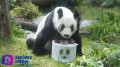 La panda gigante Xin Xin, celebra 34 años de existencia.