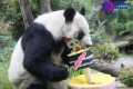 La panda gigante Xin Xin, celebra 34 años de existencia.