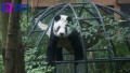 La panda gigante Xin Xin, celebra 34 años de existencia.