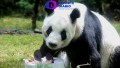 La panda gigante Xin Xin, celebra 34 años de existencia.