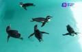 Llegan cinco pingüinos al zoológico de Chapultepec