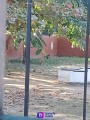 Localizan en jardín de niños en Bahía un leopardo cachorro