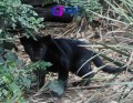 Los tres cachorros de jaguar que nacieron en el zoológico de Chapultepec ya tienen nombre