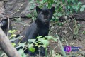 Los tres cachorros de jaguar que nacieron en el zoológico de Chapultepec ya tienen nombre