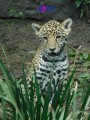 Los tres cachorros de jaguar que nacieron en el zoológico de Chapultepec ya tienen nombre