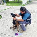 Muerden y mutilan a un perrito en Nuevo León