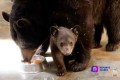 Nace oso negro en Zoológico de Morelia