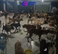 Perritos sanos y salvos en “Cachorrilandia” de Quintana Roo.