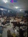 Perritos sanos y salvos en “Cachorrilandia” de Quintana Roo.