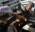 Perritos sanos y salvos en “Cachorrilandia” de Quintana Roo.