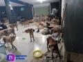 Perritos sanos y salvos en “Cachorrilandia” de Quintana Roo.