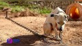 Persiste el maltrato animal en Bahía de Banderas