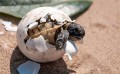 Playas de Cabo Corrientes, Tomatlán y La Huerta son ya ANP de la tortuga marina