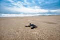 Playas de Cabo Corrientes, Tomatlán y La Huerta son ya ANP de la tortuga marina