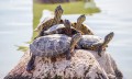 Playas de Cabo Corrientes, Tomatlán y La Huerta son ya ANP de la tortuga marina