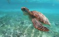 Playas de Cabo Corrientes, Tomatlán y La Huerta son ya ANP de la tortuga marina