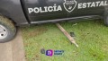 Policía estatal se estrella contra una palmera en la avenida Fluvial Vallarta