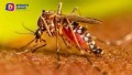 Puerto Vallarta suma más de 100 casos de Dengue en el año