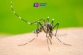 Puerto Vallarta suma más de 100 casos de Dengue en el año