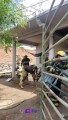 Rápida acción de bomberos y vecinos evita tragedia en Colonia El Progreso