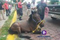 Rescatan a caballo que cayó a coladera en Temixco