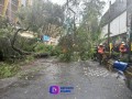 Rescatan con vida a bebe debajo de los restos de un árbol