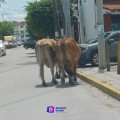 Vacas de paseo en Aralias.