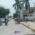 Vacas de paseo en Aralias.