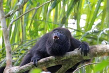 157 monos han muerto en Chiapas y Tabasco hasta el momento por calor, informó Semarnat.