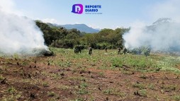 Destruyeron un plantío de Marihuana en Mascota, Jalisco.