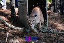 Liberan a puma rescatado en el Bosque La Primavera