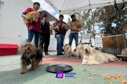 31 peludos rescatados de un criadero clandestino en Ecatepec