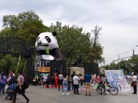 Animalística, Festival del Bosque