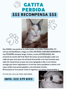 Buscan a la gatita Diana.