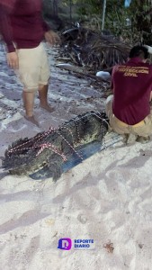 Capturan cocodrilo en las playas de Bucerías para su reubicación