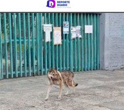 Capturan lobo que deambulaba por las calles de  Aragón en la CDMX