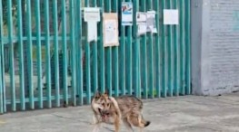 Capturan lobo que deambulaba por las calles de  Aragón en la CDMX