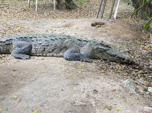 Cocodrilo paseaba en las Ramadas | Reporte Diario Vallarta