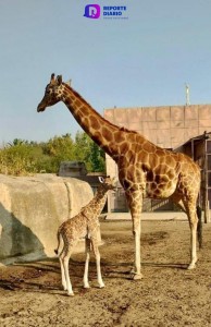 Convocan a ponerle nombre a la nueva jirafa nacida en Centro de Conservación de la Vida Silvestre de San Juan de Aragón.